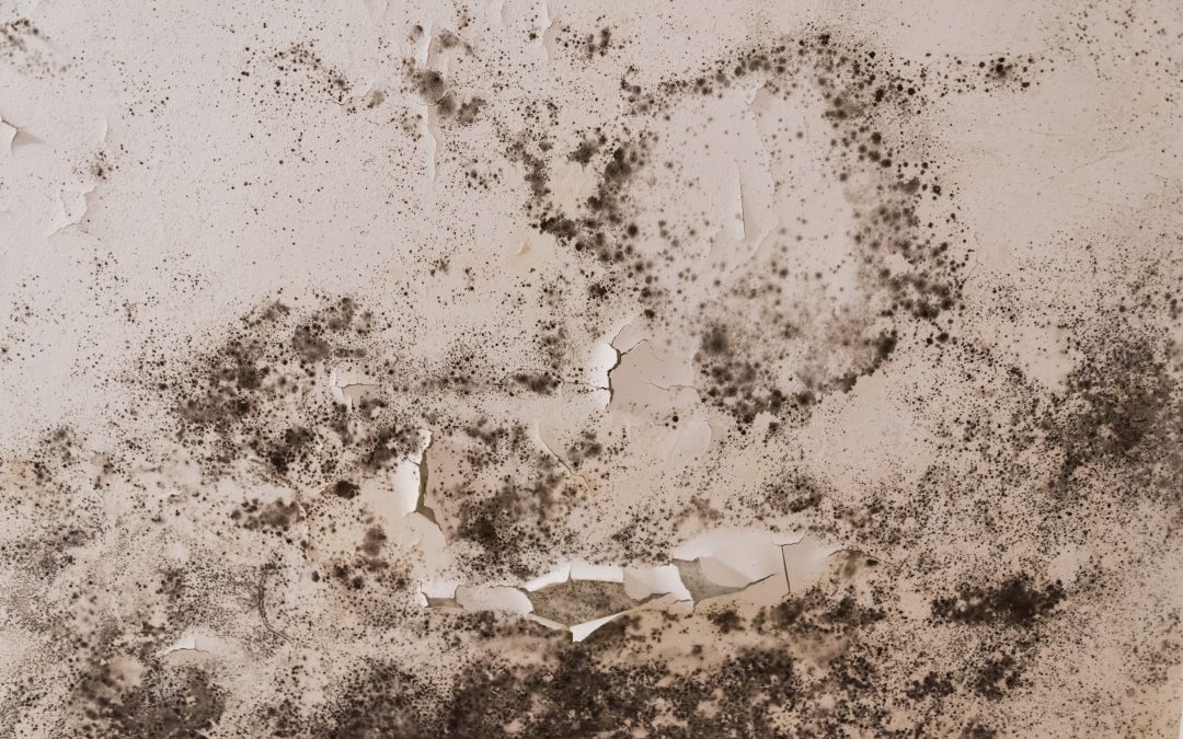 GMTU Statement: Implementation of Awaab’s Law and the Renters’ Rights Act