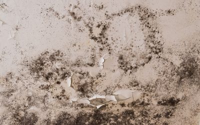 GMTU Statement: Implementation of Awaab’s Law and the Renters’ Rights Act